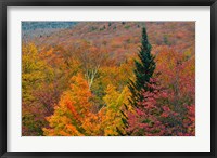 Autumn at Flume Area, Franconia Notch State Park, New Hampshire Fine Art Print