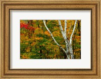 Autumn at Ripley Falls Trail, Crawford Notch SP, New Hampshire Fine Art Print