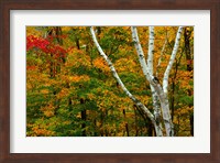Autumn at Ripley Falls Trail, Crawford Notch SP, New Hampshire Fine Art Print