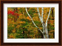 Autumn at Ripley Falls Trail, Crawford Notch SP, New Hampshire Fine Art Print