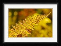 New Hampshire, Fern frond flora Fine Art Print