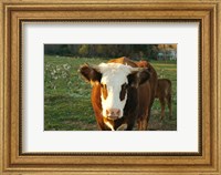 New Hampshire, Farm Animal, Autumn Fine Art Print