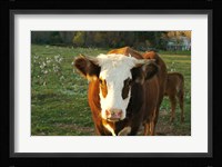 New Hampshire, Farm Animal, Autumn Fine Art Print