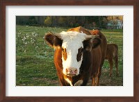 New Hampshire, Farm Animal, Autumn Fine Art Print