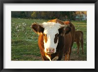 New Hampshire, Farm Animal, Autumn Fine Art Print