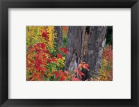 Yellow Birch Tree Trunks and Fall Foliage, White Mountain National Forest, New Hampshire Fine Art Print