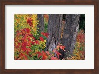 Yellow Birch Tree Trunks and Fall Foliage, White Mountain National Forest, New Hampshire Fine Art Print