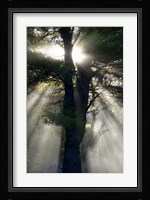 New England, New Hampshire, Sunlight Through Trees Fine Art Print