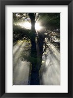 New England, New Hampshire, Sunlight Through Trees Fine Art Print