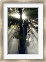 New England, New Hampshire, Sunlight Through Trees Fine Art Print