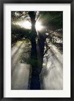 New England, New Hampshire, Sunlight Through Trees Fine Art Print