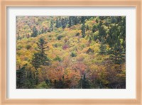 New Hampshire, White Mountains, Crawford Notch, fall foliage by Mount Washington Fine Art Print