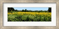 Abshire Prairie, Indiana Fine Art Print