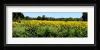 Abshire Prairie, Indiana Fine Art Print