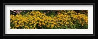Black-eyed-Susan (Rudbeckia Hirta) in Bloom, Michigan Fine Art Print