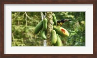 Toucan Bird Feeding on Papaya Tree, Costa Rica Fine Art Print