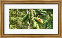 Toucan Bird Feeding on Papaya Tree, Costa Rica Fine Art Print