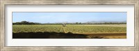 View of Cantaloup Field, Costa Rica Fine Art Print