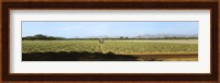 View of Cantaloup Field, Costa Rica Fine Art Print