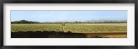 View of Cantaloup Field, Costa Rica Fine Art Print