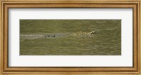 Crocodile in a River, Palo Verde National Park, Costa Rica Fine Art Print