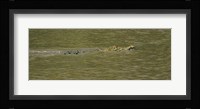 Crocodile in a River, Palo Verde National Park, Costa Rica Fine Art Print
