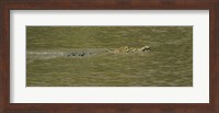 Crocodile in a River, Palo Verde National Park, Costa Rica Fine Art Print