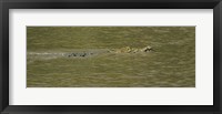 Crocodile in a River, Palo Verde National Park, Costa Rica Fine Art Print