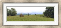 Horse in a Field, Transylvania, Romania Fine Art Print