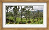 Norwood Tea Factory, Sri Lanka Fine Art Print