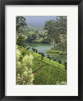 Tea Plantation, Castlereigh Reservoir, Nuwara Eliya, Central Province, Sri Lanka Fine Art Print