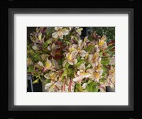Orchids for Sale in Main Street Market, Galle, Southern Province, Sri Lanka Fine Art Print