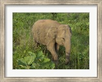 Elephant at Hurulu Eco Park, Sri Lanka Fine Art Print
