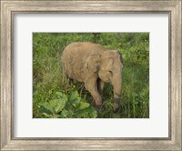Elephant at Hurulu Eco Park, Sri Lanka Fine Art Print
