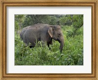 Elephants in Sri Lanka Fine Art Print