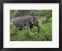 Elephants in Sri Lanka Fine Art Print