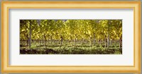 Vineyard, Barcelona, Spain Fine Art Print