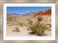Cactus, Red Rock Canyon National Conservation Area,  Las Vegas, Nevada Fine Art Print