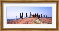 Trees on a Hill, Tuscany, Italy Fine Art Print