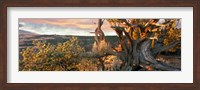 Sunrise Sets a Juniper Aglow, Navajo National Monument, Arizona Fine Art Print