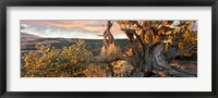Sunrise Sets a Juniper Aglow, Navajo National Monument, Arizona Fine Art Print