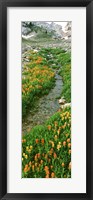 Indian Paintbrush Wildflowers, Grand Teton National Park, Wyoming Fine Art Print