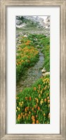 Indian Paintbrush Wildflowers, Grand Teton National Park, Wyoming Fine Art Print
