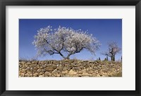 Almond Blossom, Vinaros, Spain Fine Art Print