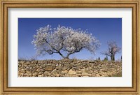 Almond Blossom, Vinaros, Spain Fine Art Print