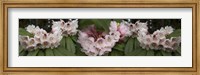 Close-Up of Rhododendron Flowers Fine Art Print