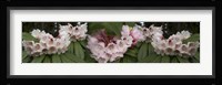 Close-Up of Rhododendron Flowers Fine Art Print