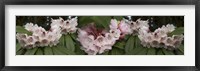 Close-Up of Rhododendron Flowers Fine Art Print