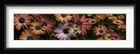 Multi-Colored Daisy Flowers Fine Art Print