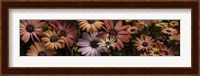 Multi-Colored Daisy Flowers Fine Art Print
